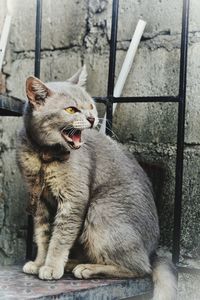 Cat sitting on floor