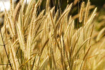 Close-up of stalks in field