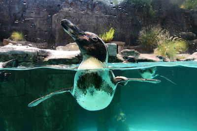 View of turtle in swimming pool