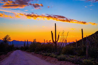 Road amidst cactus against sky during sunset