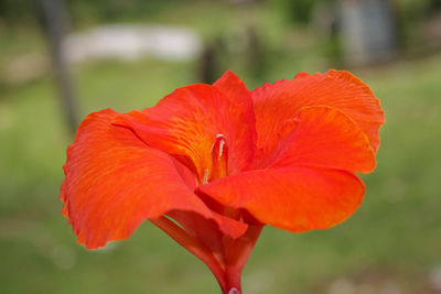 Red canna flowers background asia flower image