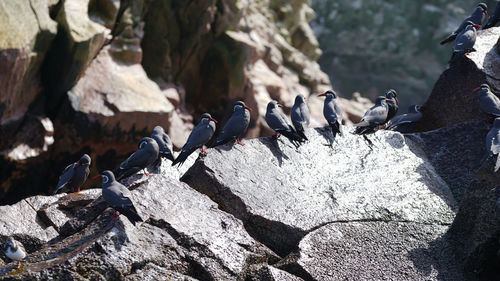 Birds perching on rock