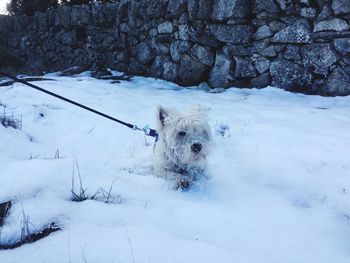 Dog on field during winter