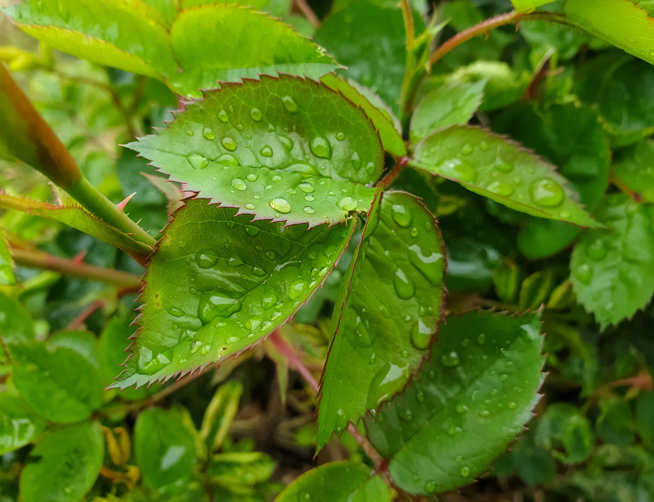 CLOSE-UP OF WET PLANT LEAVES