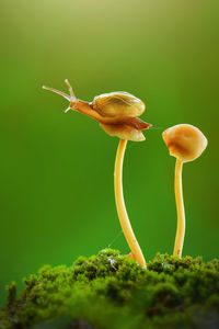 Close-up of a mushroom