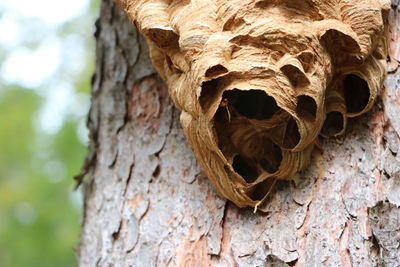 Close-up of dried tree trunk