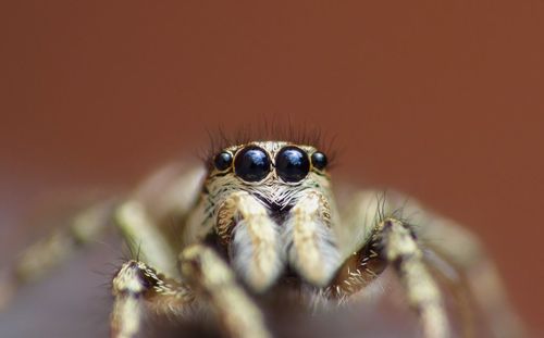 Close-up of spider