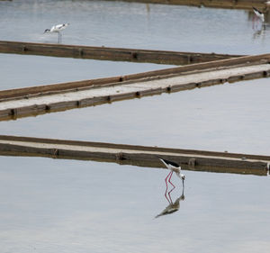 High angle view of bird in lake