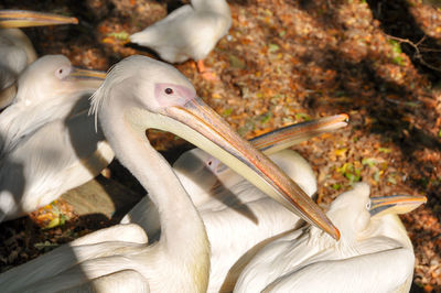 High angle view of pelicans on field