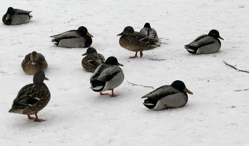High angle view of ducks on snow covered land