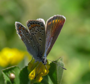 Close-up of butterfly pollinating on flower