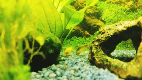 Close-up of coral underwater