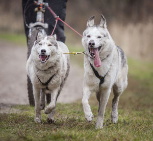 View of dogs on field