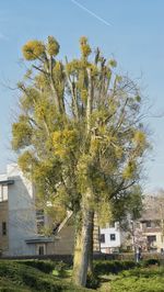 Low angle view of tree by building against sky