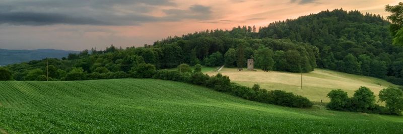 Scenic view of agricultural field against sky