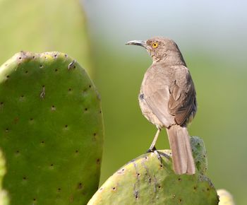 Rear view of a bird looking away