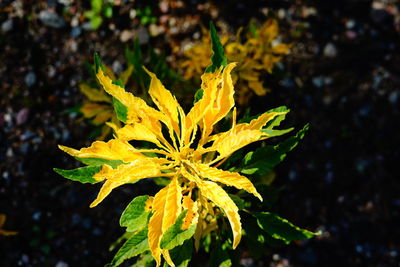 Close-up of yellow maple leaves on plant