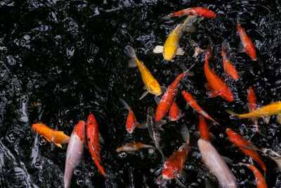 High angle view of koi carps swimming in pond