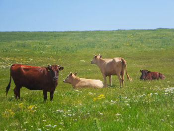 Cows on field against sky