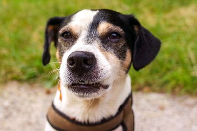 Close-up portrait of dog on field