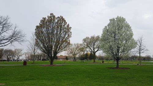 Scenic view of grassy field against sky