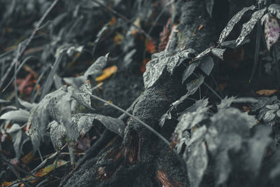 Close-up of frozen plants during winter