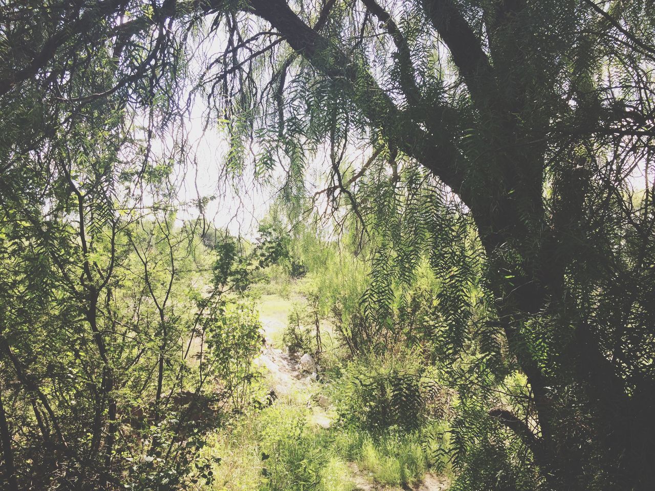 tree, growth, branch, low angle view, tranquility, nature, green color, beauty in nature, leaf, forest, tree trunk, day, sunlight, outdoors, tranquil scene, no people, plant, growing, lush foliage, scenics