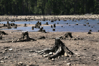 Tree stumps on field at forest