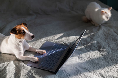 Dog sitting by laptop on bed