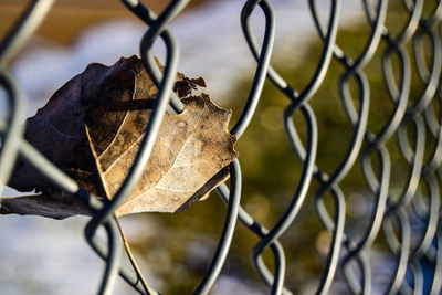 Close-up of dry leaves on chainlink fence