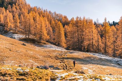 Scenic view of trees during autumn