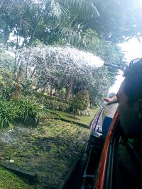 Panoramic shot of trees in forest