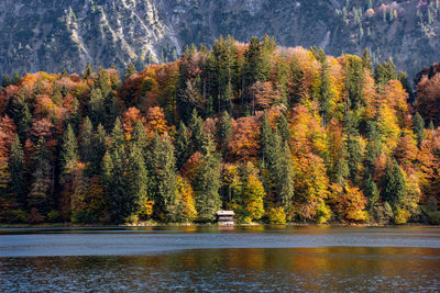 Scenic view of forest during autumn