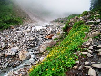 Scenic view of stream flowing through rocks