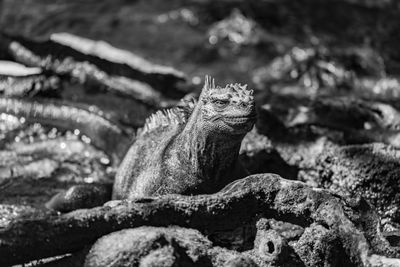 Close-up of iguana