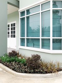 Potted plants on window of building