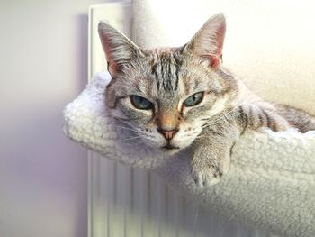 Close-up portrait of cat resting in blanket at home