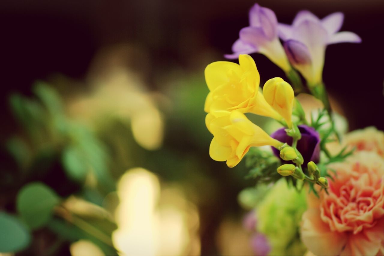 flower, petal, flower head, fragility, freshness, yellow, beauty in nature, focus on foreground, close-up, growth, blooming, selective focus, nature, plant, in bloom, no people, outdoors, park - man made space, blossom, botany