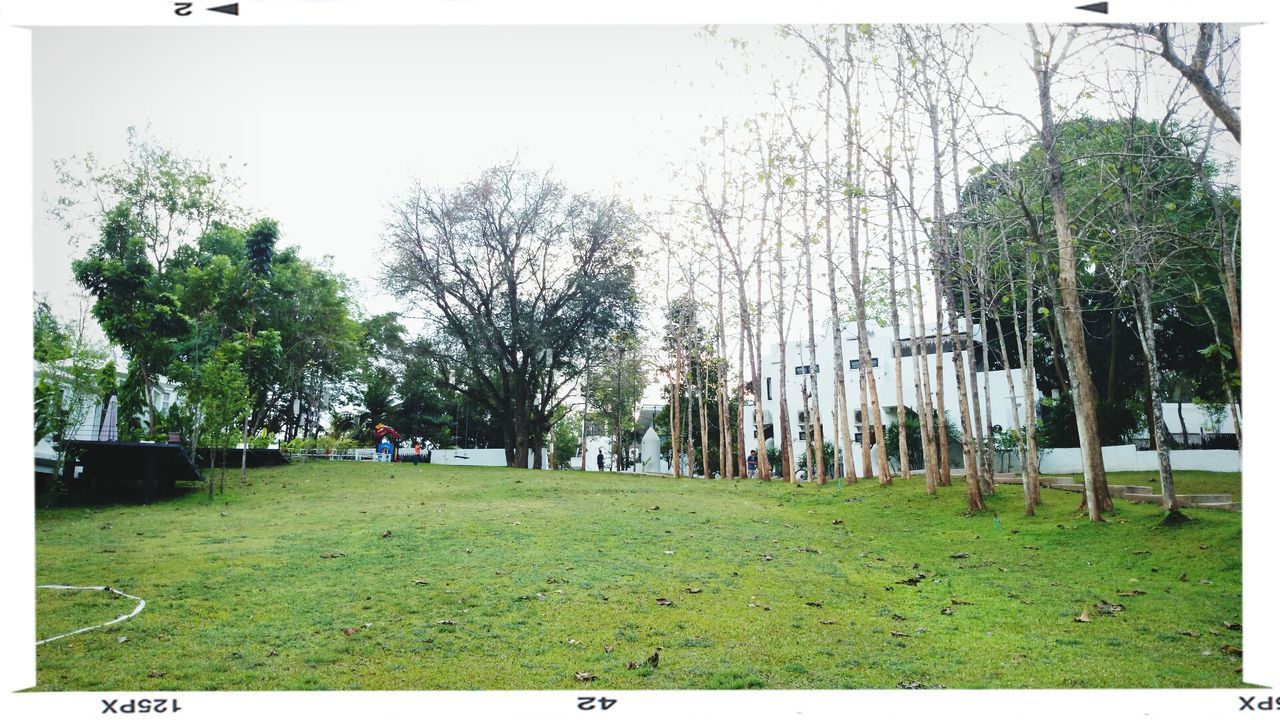 transfer print, tree, grass, park - man made space, auto post production filter, clear sky, growth, park, lawn, green color, day, built structure, building exterior, incidental people, outdoors, tree trunk, sunlight, field, architecture, nature