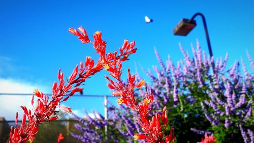 Low angle view of flowering plants against blue sky