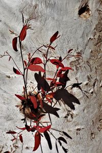 Close-up of red flowers