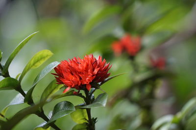 Close-up of red flowering plant