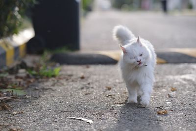 Portrait of white cat on road