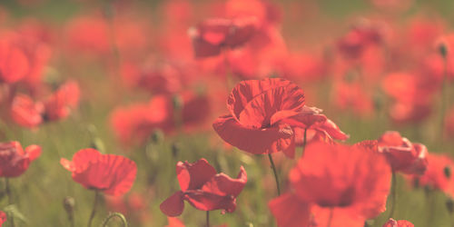 Close-up of red flowering plants on field