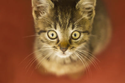 Close-up portrait of cat