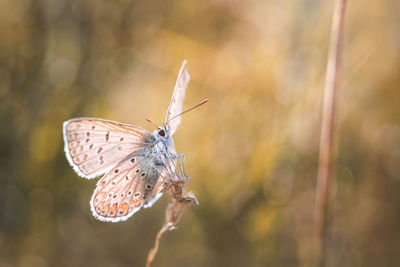 Butterfly pollinating flower