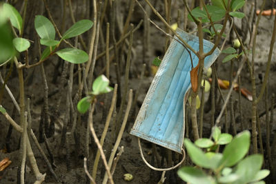 Close-up of plant hanging on tree