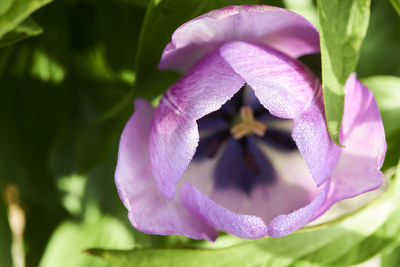 Close-up of flower blooming outdoors