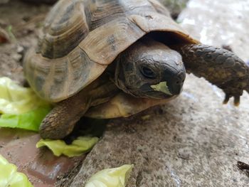 Close-up of turtle