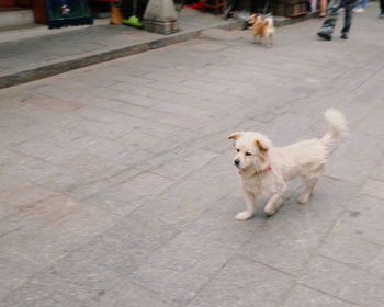 Low section of dog walking on street